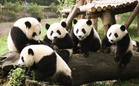 《功夫熊猫2》观后感_750字 看完功夫熊猫2电影的观后感